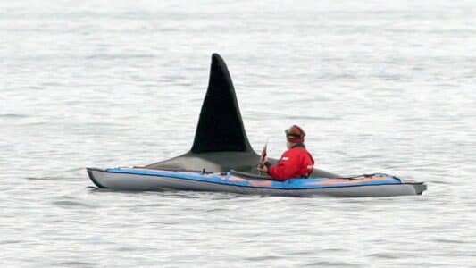 Watch: Beautiful Kayak and Orca Interaction In Northern Norway