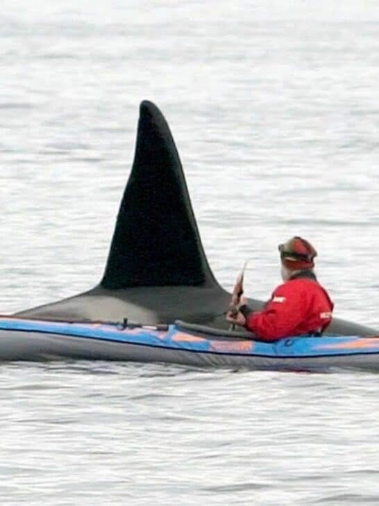 Watch: Beautiful Kayak and Orca Interaction In Northern Norway
