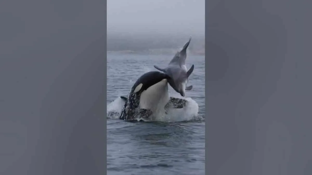 Orca Headbutts Dolphin