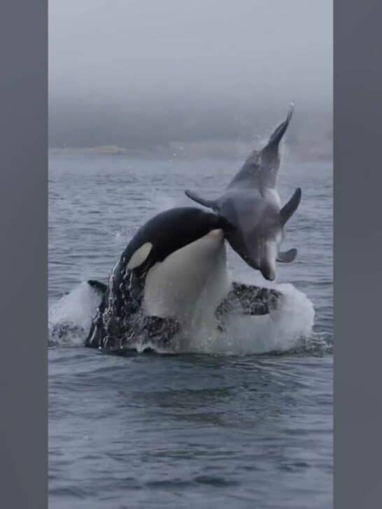 Watch: Orca Headbutts Dolphin Mid-Air