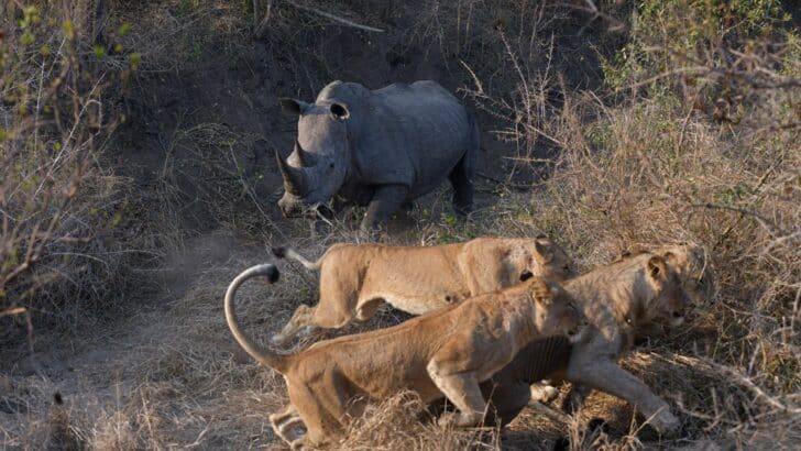 Watch: Rhino Mom Takes on Lion Pride to Protect Her Baby