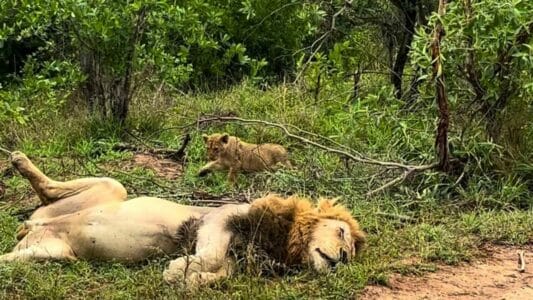 Sleeping Male Lion Gets Stalked by Unsuspecting Predator; Watch til End for a Cute Surprise