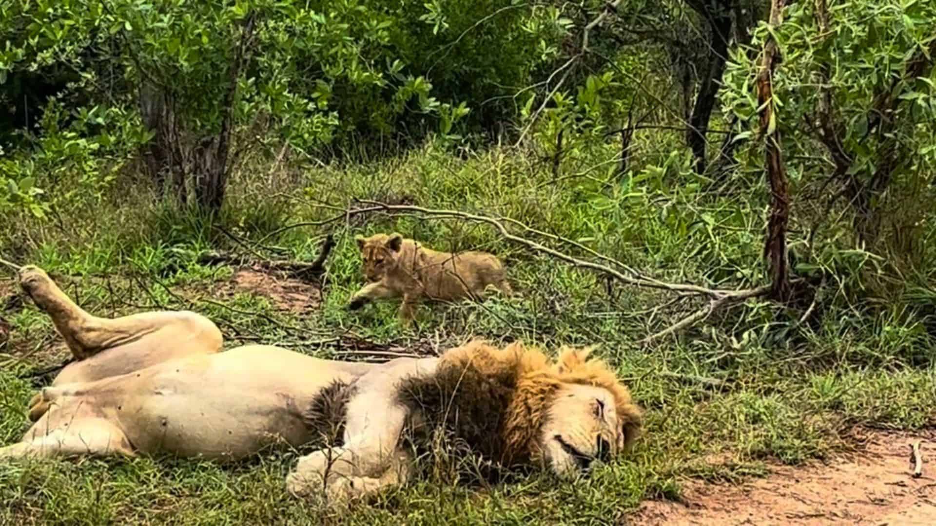 Male Lion Gets Stalked by Unsuspecting Predator