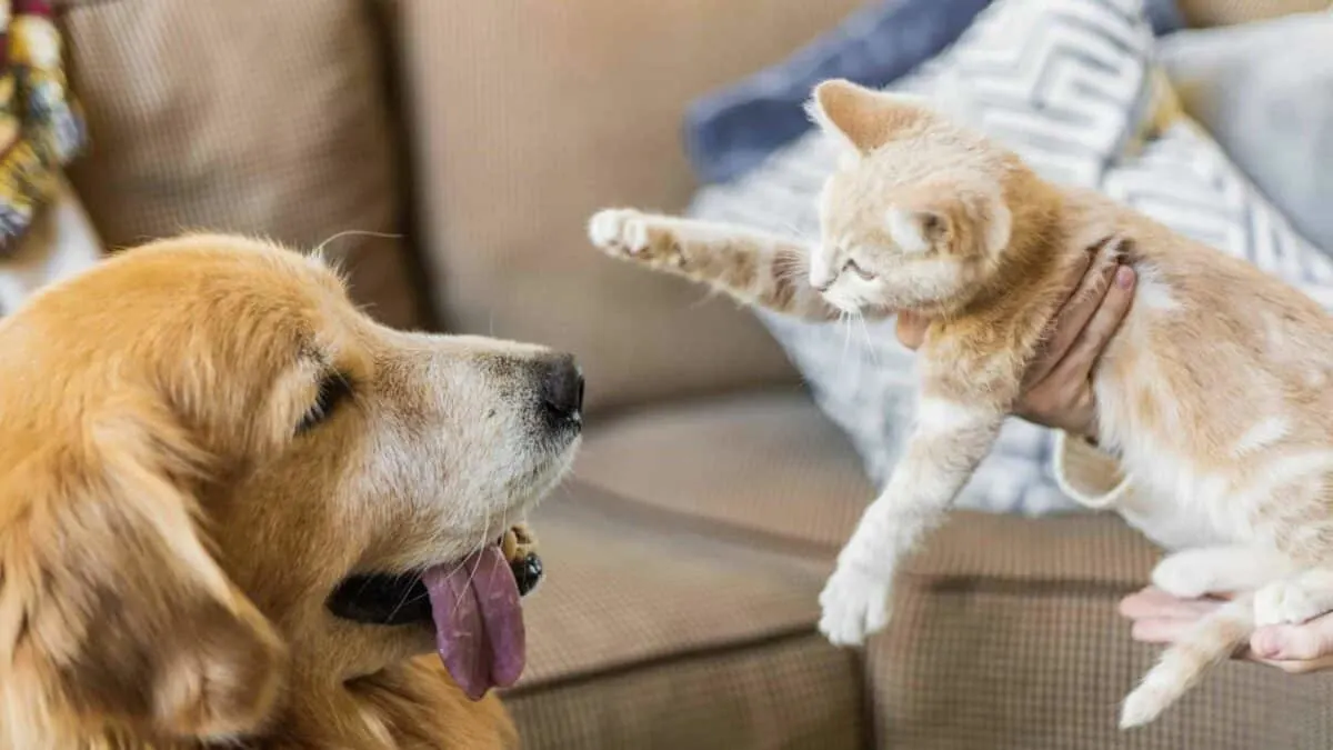 Golden Retriever Meets Tiny Kitten