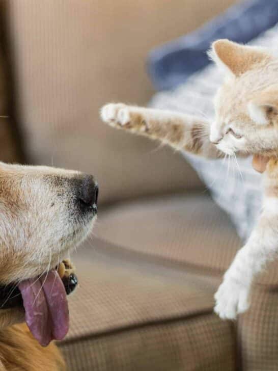 Watch: Golden Retriever Meets Tiny Kitten for the First Time
