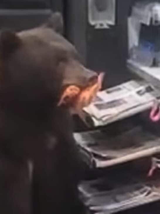 Watch: Brown Bear Enters 7-Eleven Store and Helps Himself to Candy Bars