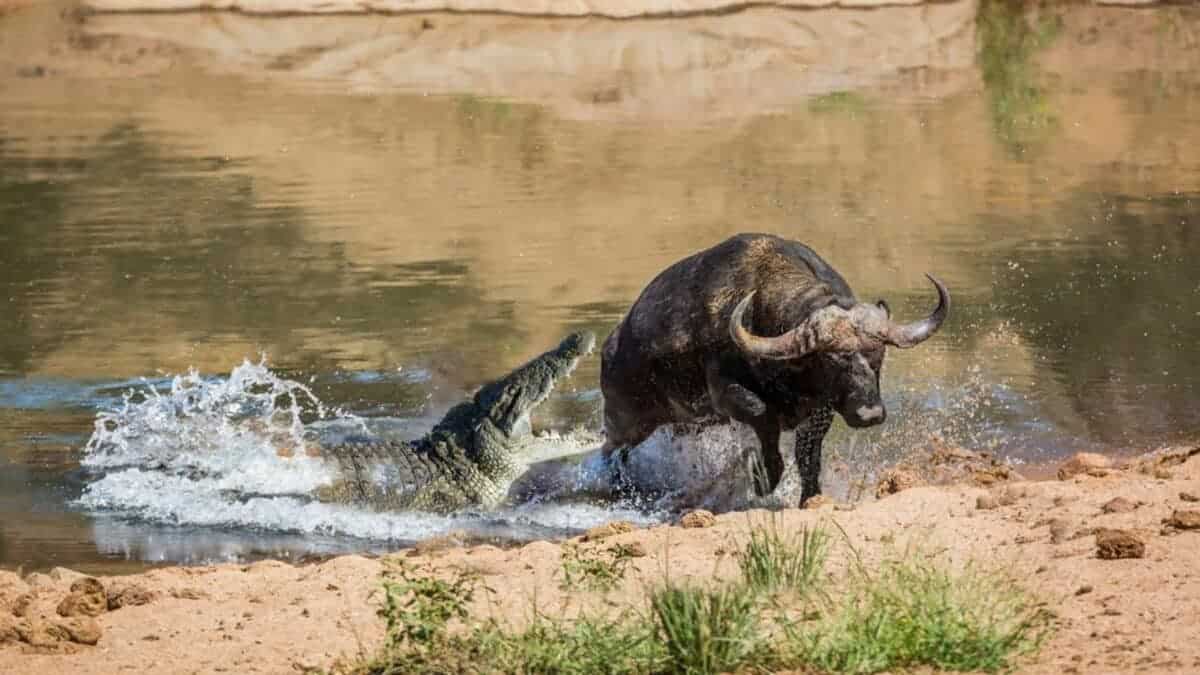 Buffalo Survives Crocodile Attack