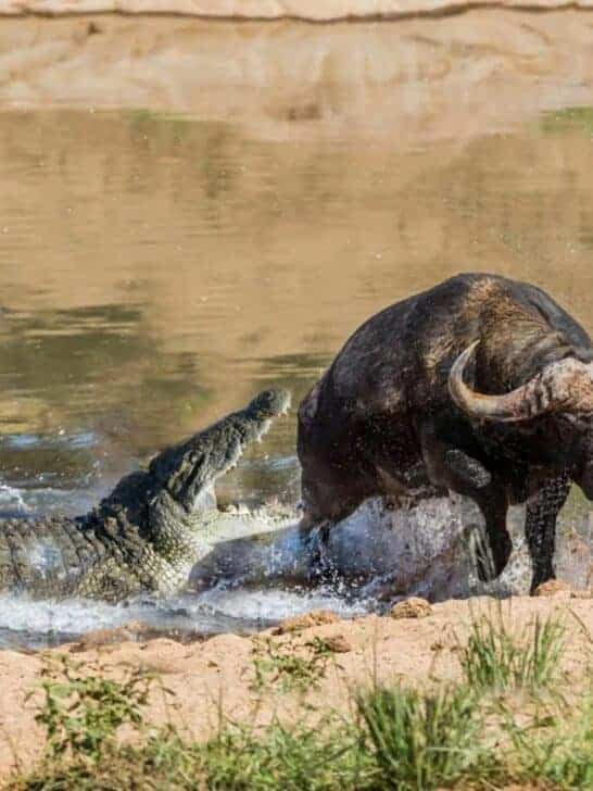Watch: Luckiest Buffalo in the World Miraculously Survives Crocodile Attack