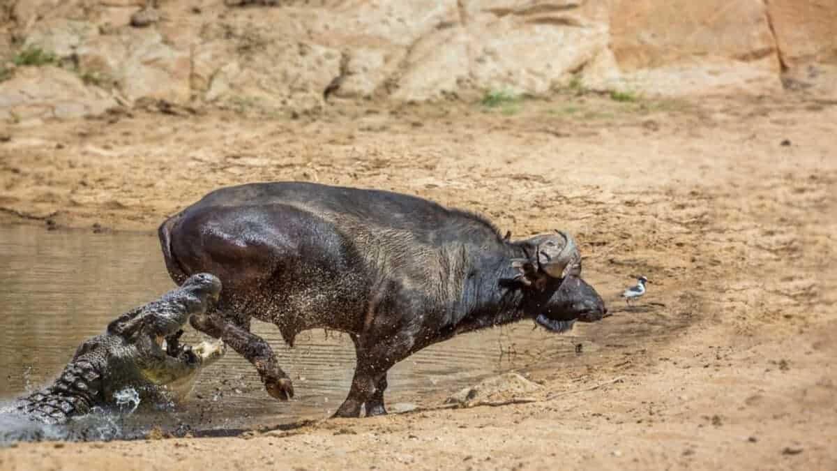 Buffalo Survives Crocodile Attack