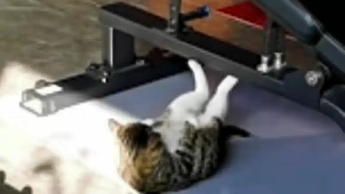 Cat Getting Fit in the Gym