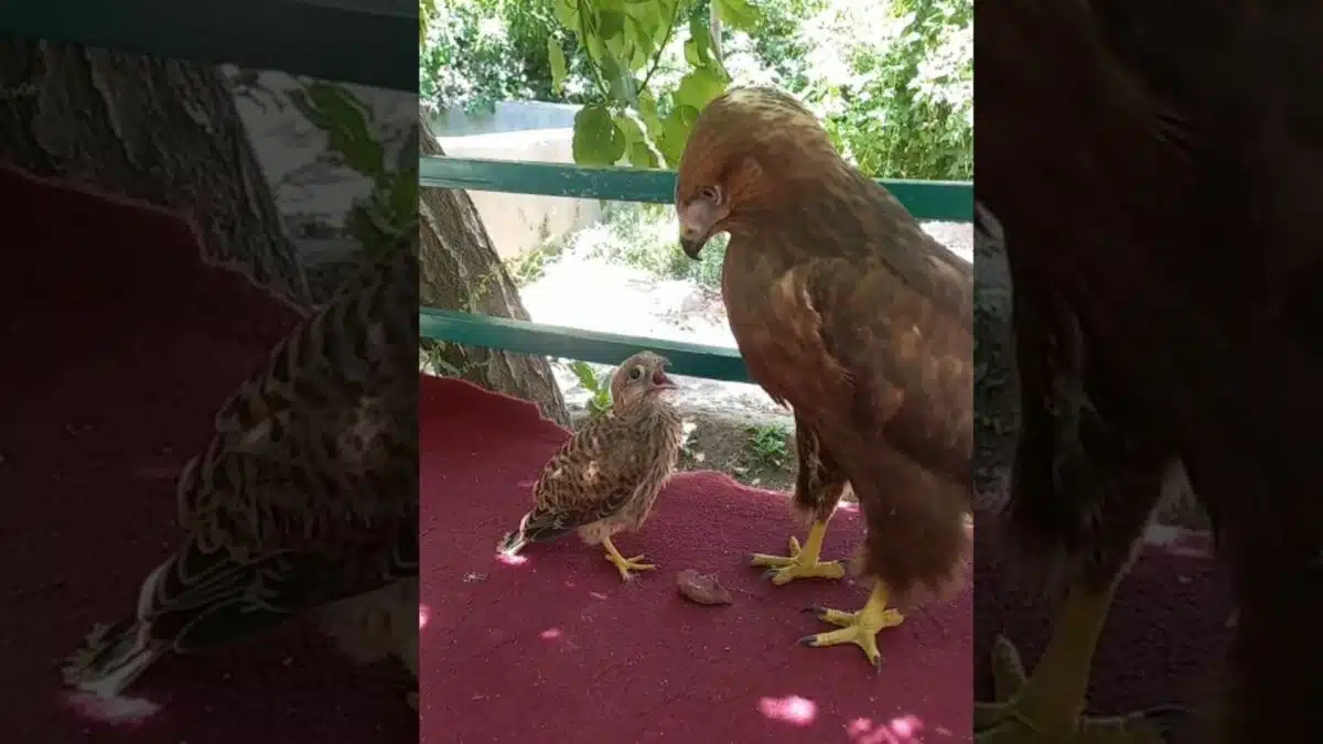 Baby Falcon Thinks Eagle Is Mother