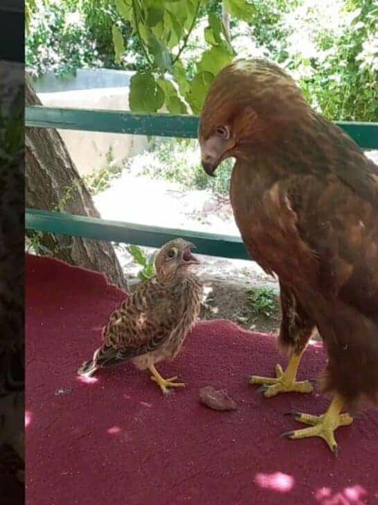 Baby Falcon Thinks Eagle Is Its Mother. Watch the Video Here