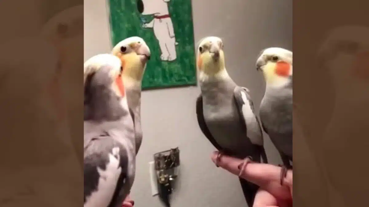 Vögel singen das ikonische Lied