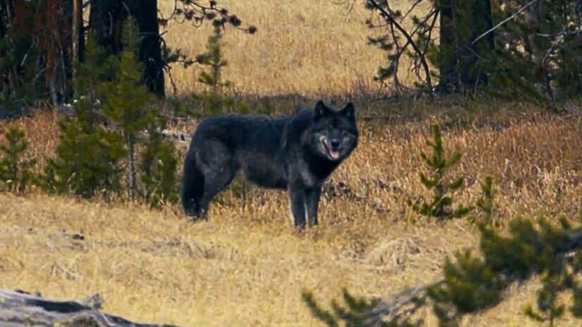Alpha Wolf Summons the Pack