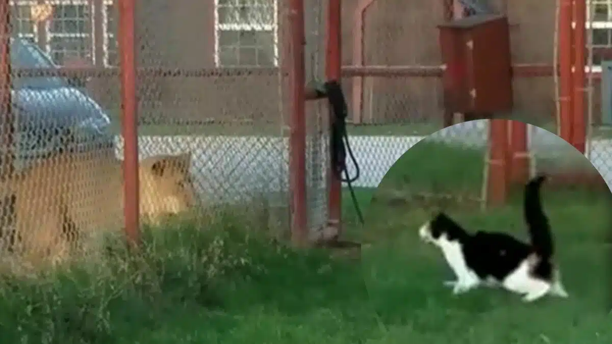 Brave Cat Challenges Lion