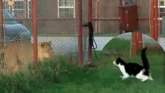 Watch: Brave Cat Challenges Lion