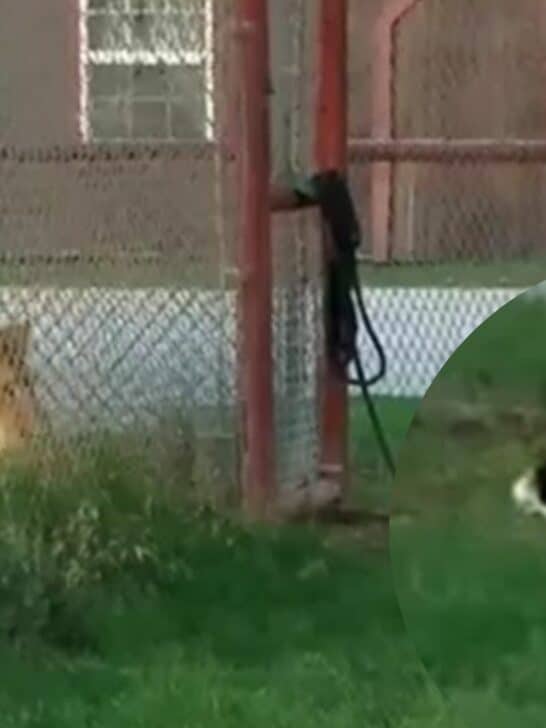 Watch: Brave Cat Challenges Lion