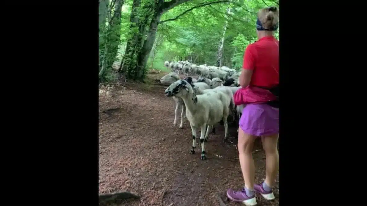 Runner Becomes Leader of Sheep