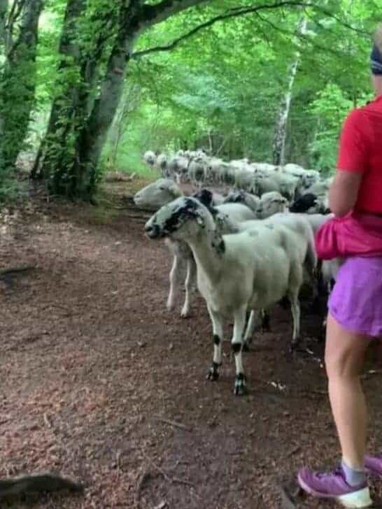 Watch: Runner Accidentally Becomes Leader of a Flock of Sheep while Trail Running in France