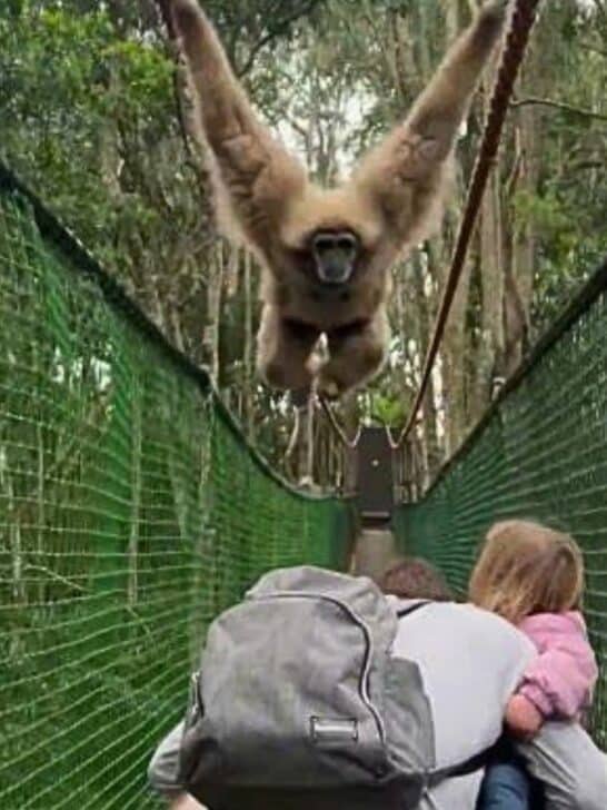 Watch as Gibbon Swings Over Family while Crossing a Bridge
