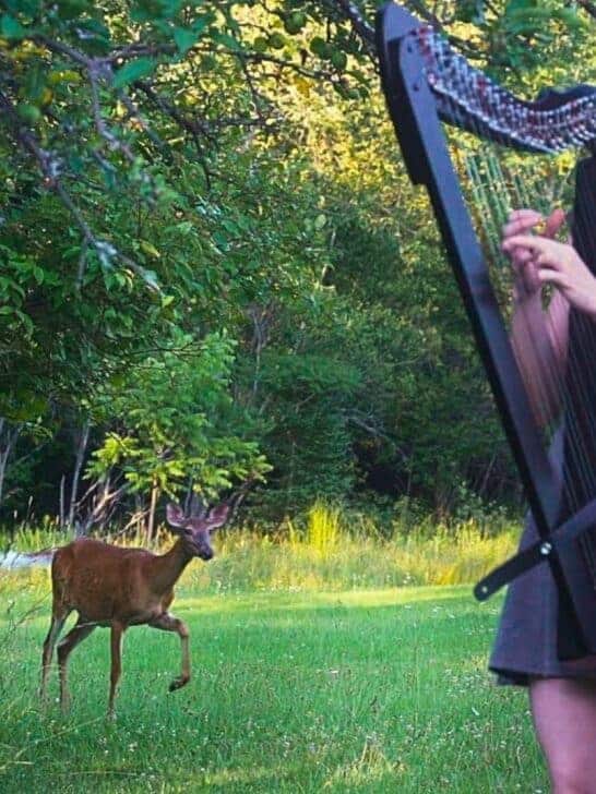 Watch: Deer and Harp Create a Disney Fairytale Moment
