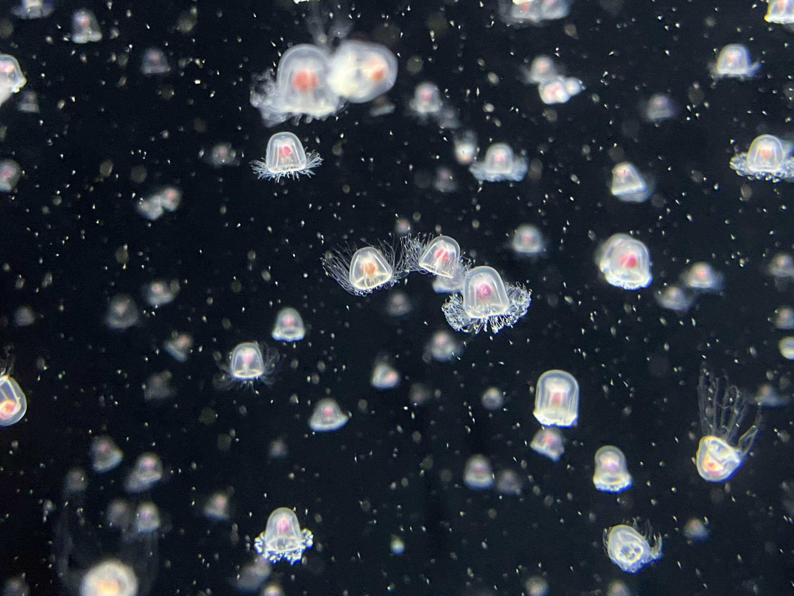 Jelly fish