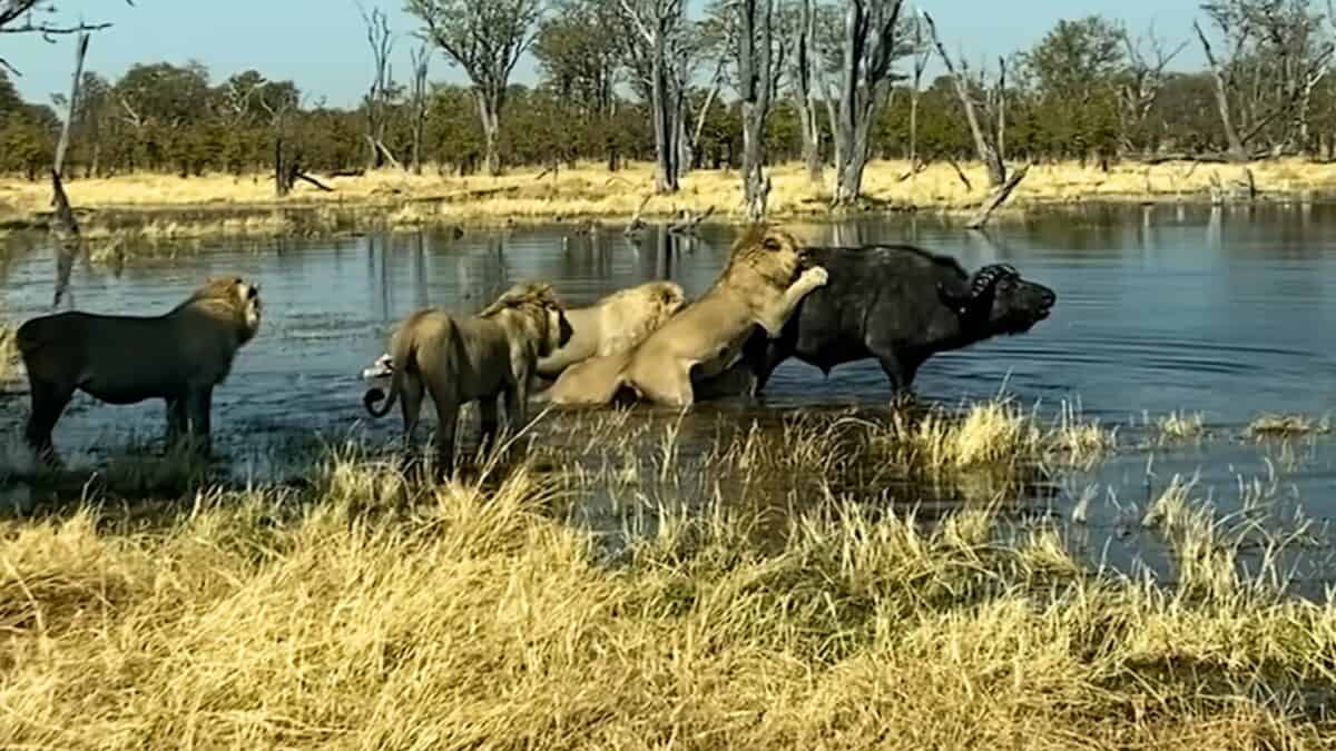 buffalo attacked by six lions