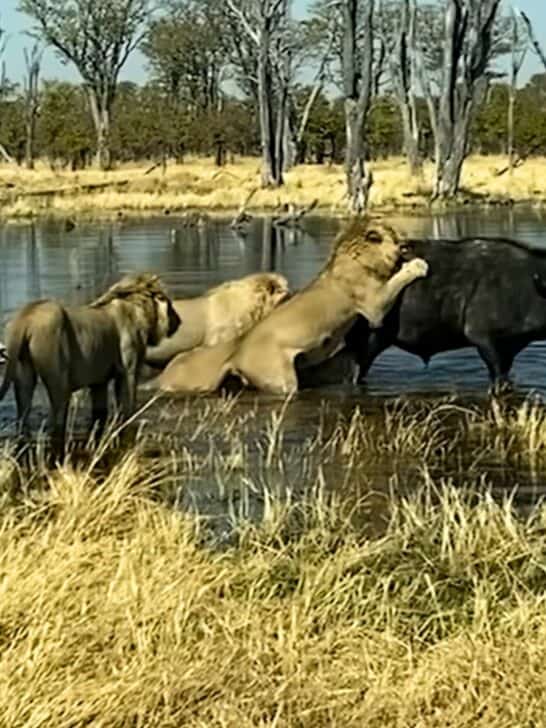 Buffalo Attacked by Six Lions But Uses Its Horns to Win the Battle
