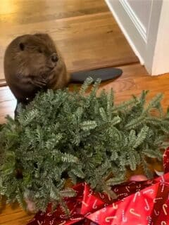 beaver builds dam with Christmas supplies