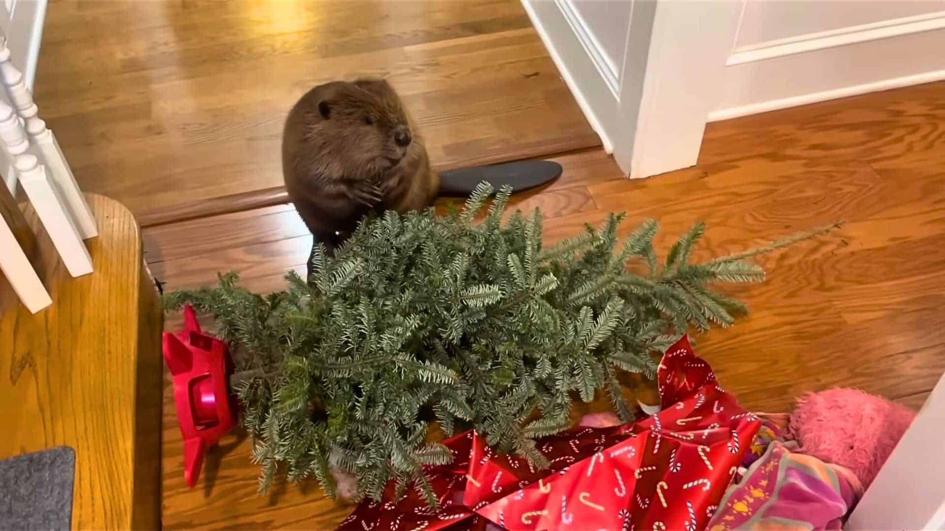 beaver builds dam with Christmas supplies