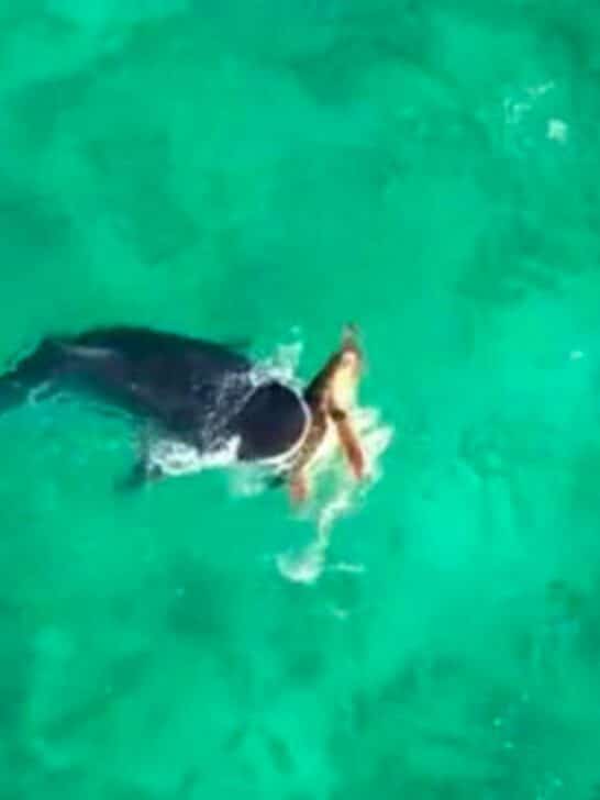 Turtle Uses Shell as Shield During Intense Shark Attack