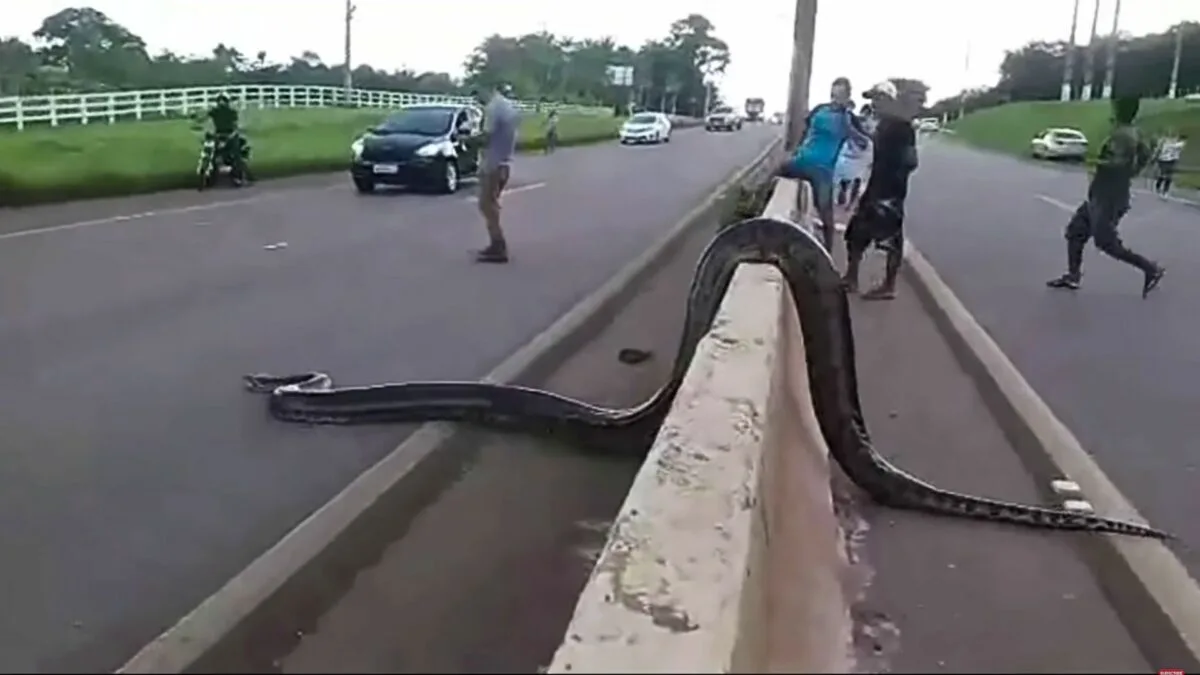 massive anaconda stops traffic