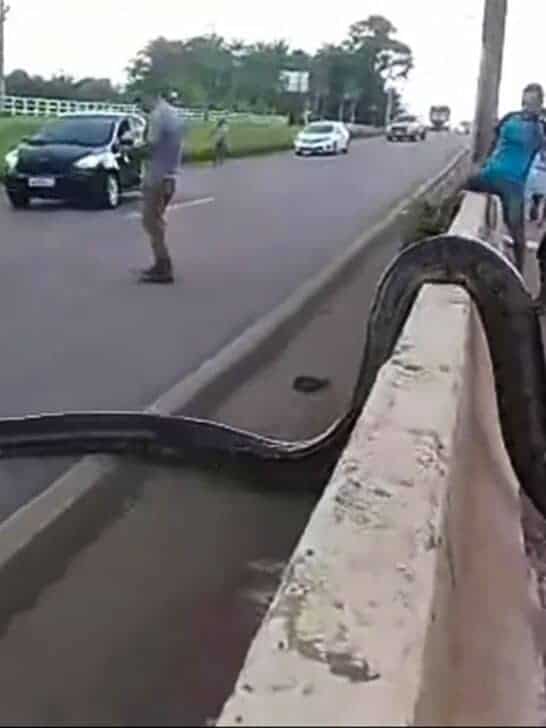 Massive Anaconda Crosses the Road in Brazil
