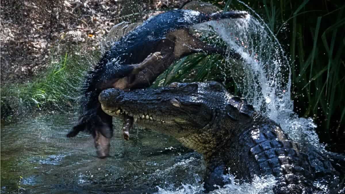 Australia's crocodile population skyrockets thanks to wild pigs