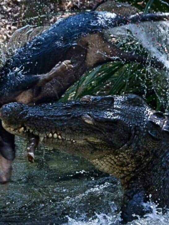 Disover Why Australia’s Crocodile Population Skyrockets Thanks to Wild Pigs