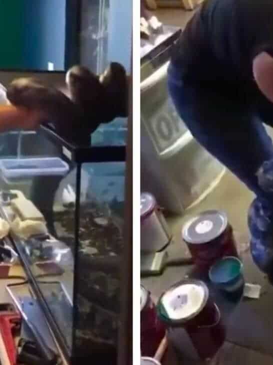 Watch: Huge Snake Attacks and Constricts Owner at Feeding Time