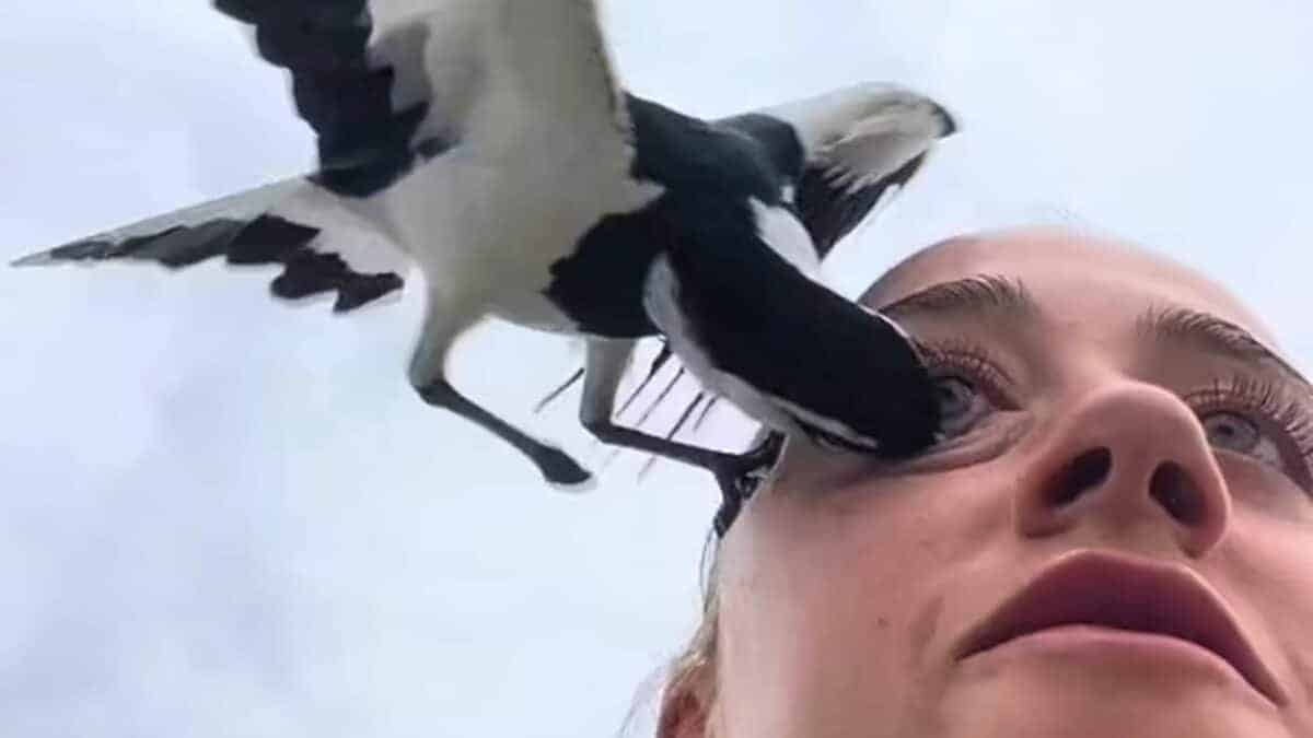 bird sticks beak inside woman's eye