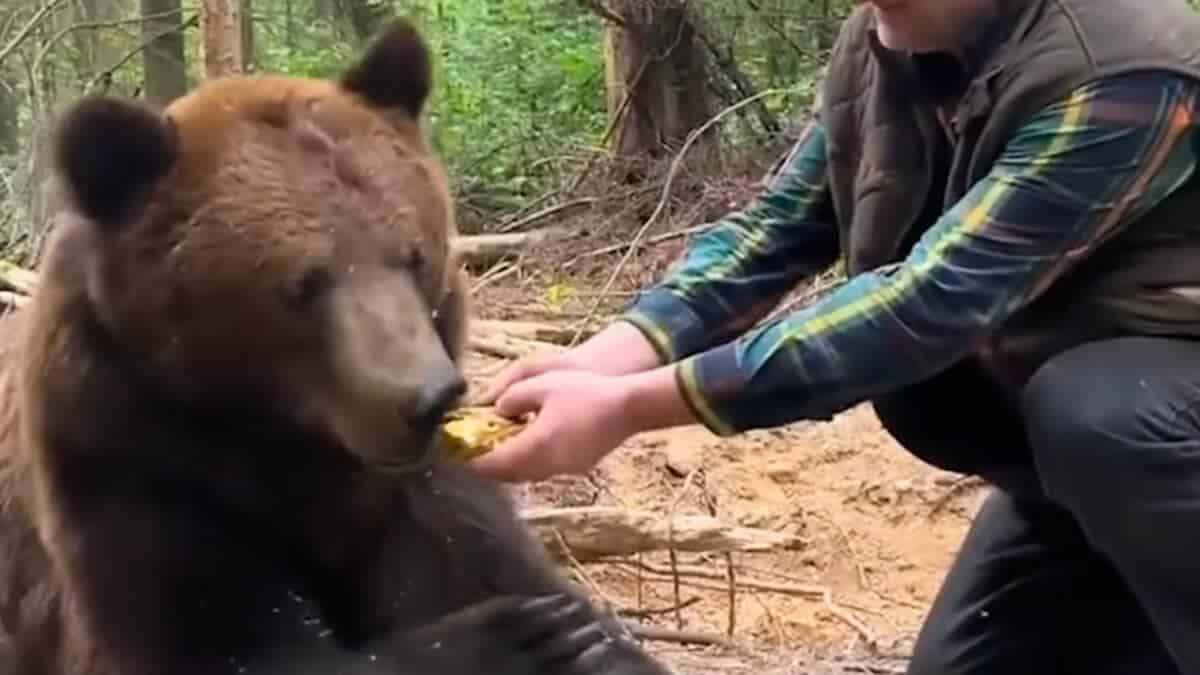 bear refuses big mac burger