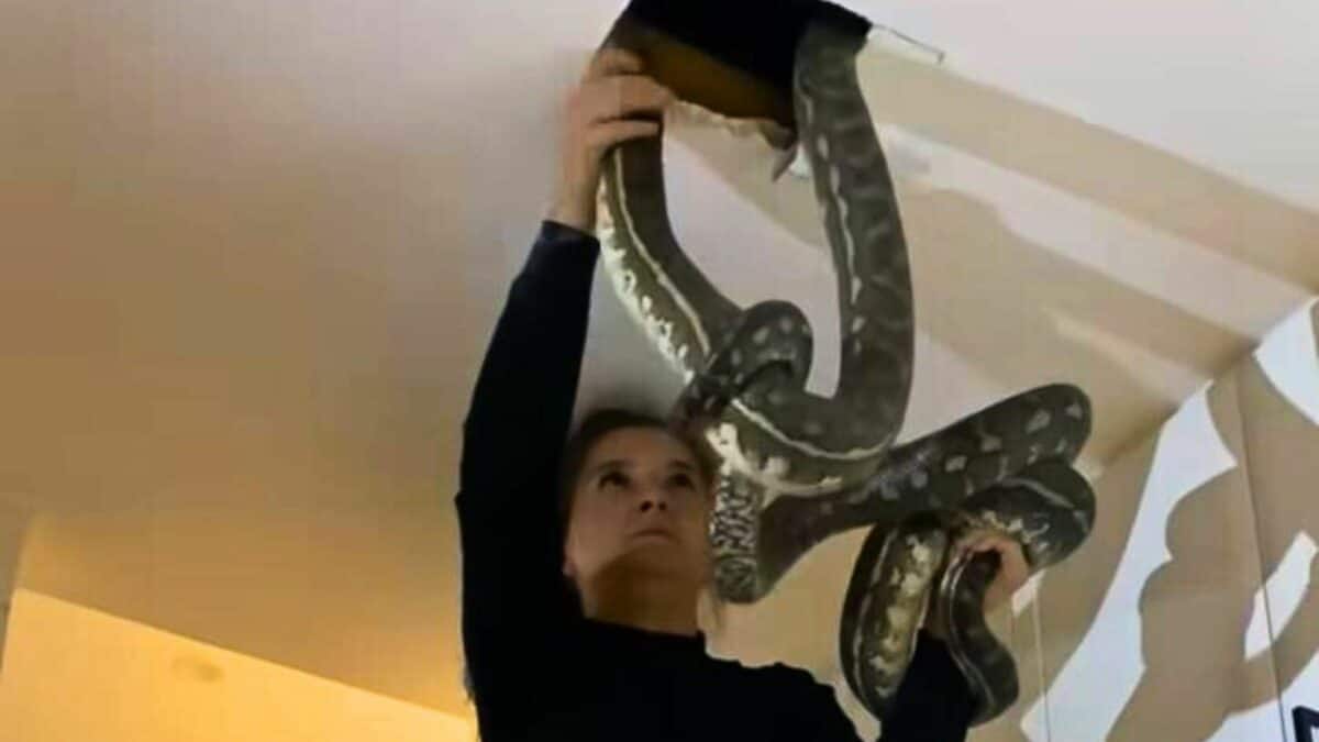 woman removes fighting snakes 