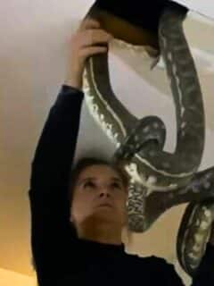 woman removes fighting snakes
