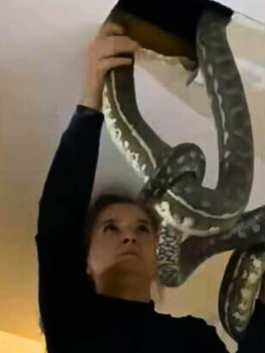Woman Calmly Removes Two Fighting Snakes From Ceiling