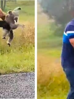 angry koala fights man
