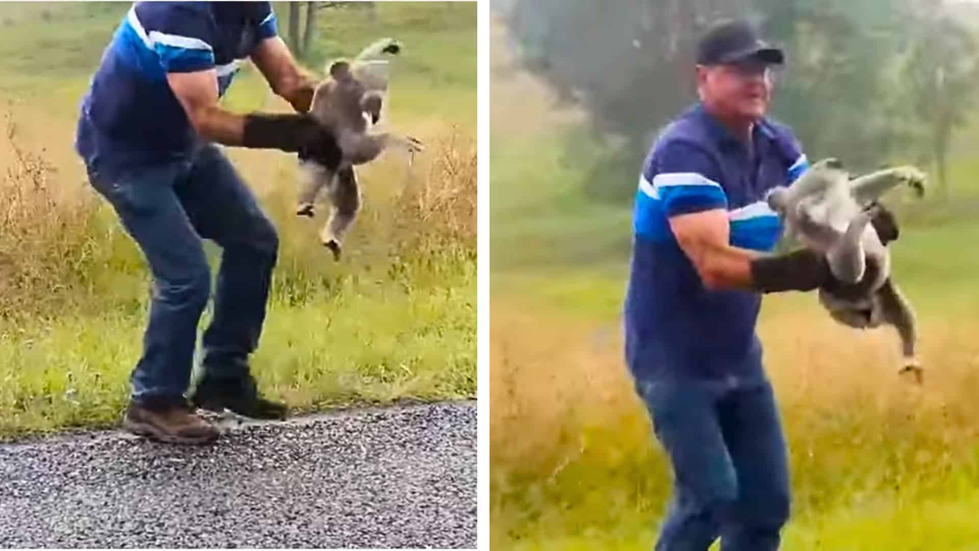 angry koala fights man