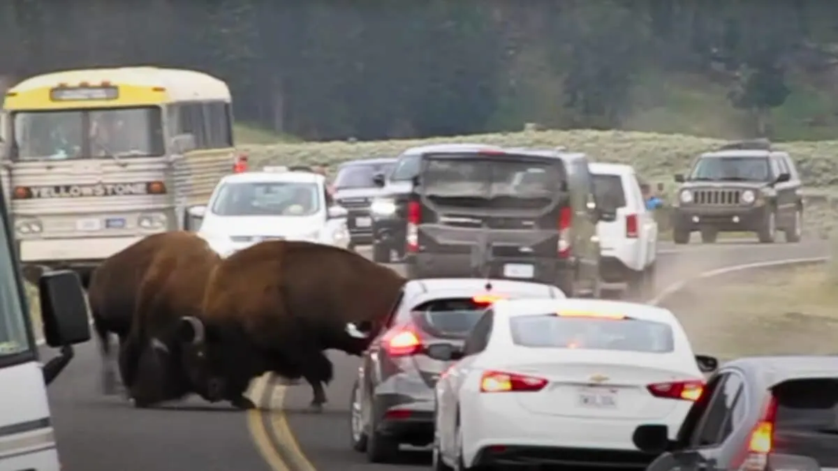 battle between bison