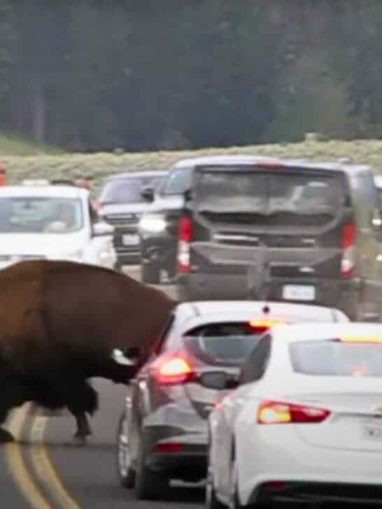 Watch: Head-On Battle Between Bisons in the Middle of Traffic