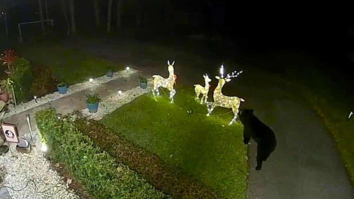 Christmas decorations stolen by bear 