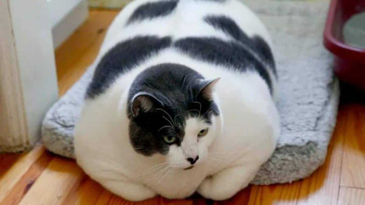 the world's fattest cat
