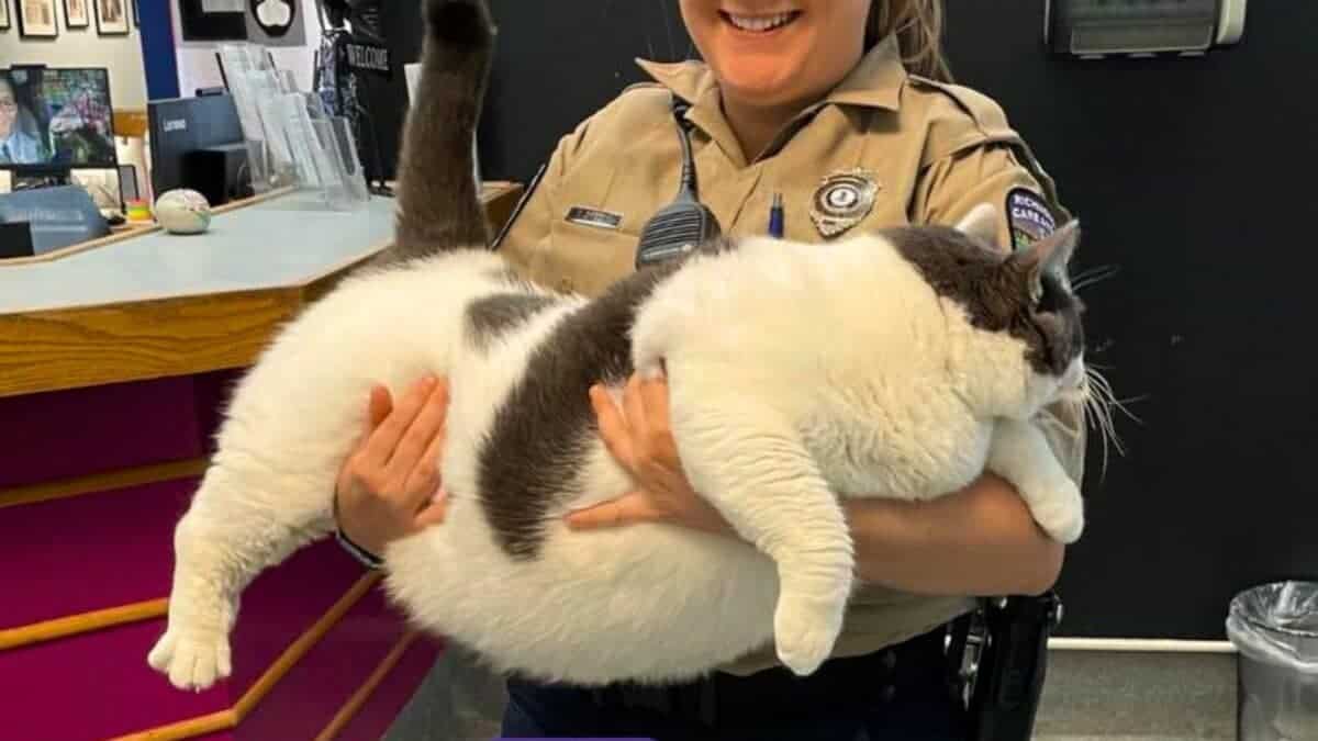 the world's fattest cat 