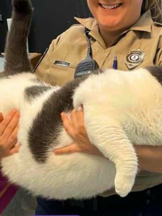 Meet the World’s Fattest Cat Who Lives in Virginia