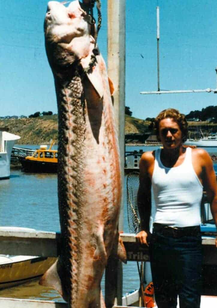 the record of the biggest white sturgeon fish ever caught